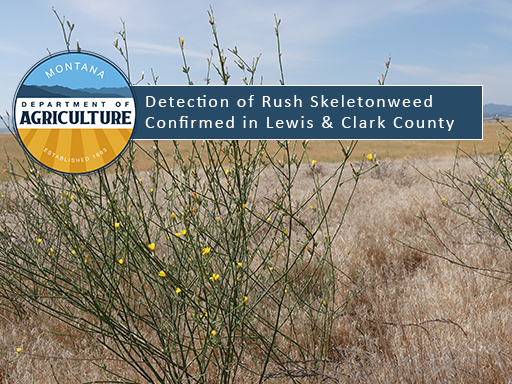 Image of rush skeletonweed with text overlay announcement