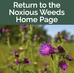 Return-Weeds-tile