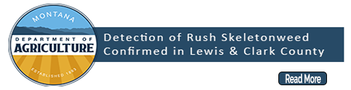 rush skeletonweed detection banner