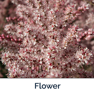 Saltcedar Flower