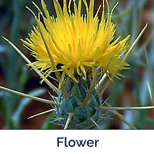Yellow Starthistle flower