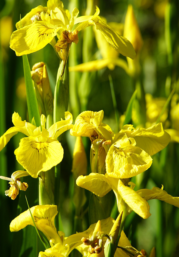 yellowflag-iris-plant.png