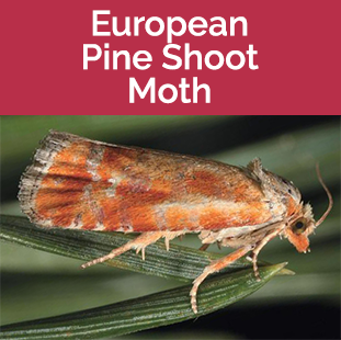 Euro. Pine Smooth Moth