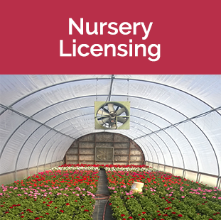 Nursery Licensing