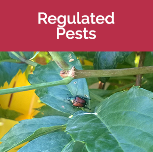 Regulated Pests