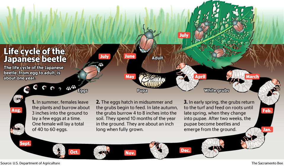 Illustration of the life cycle of the Japanese Beetle