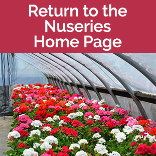 Return to Nursery Home