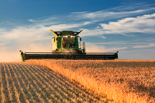 Tractor harvesting Chickpea Crest