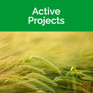 Active projects Tile - Barley field