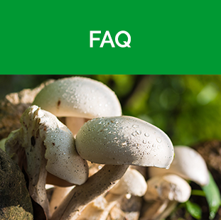 FAQ Tile - white mushrooms