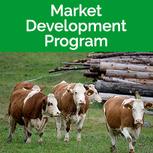 Market Development Tile - cows