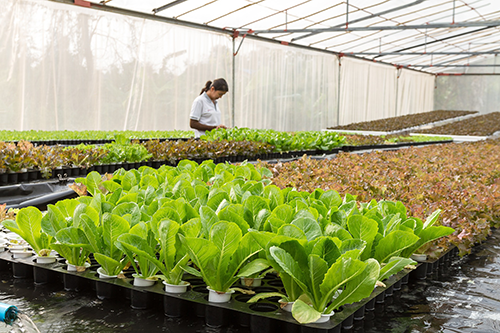 Woman in a greenhouse with plants