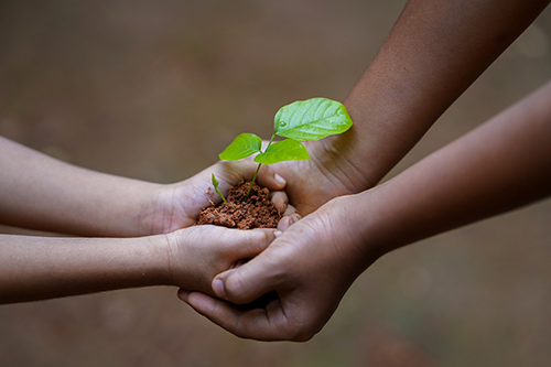 helping hands holding dirt and a plant