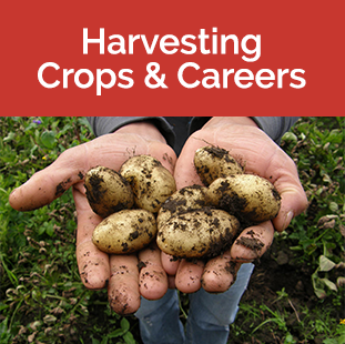 Harvesting Crops & Careers tile - Hands holding fresh dug potatoes