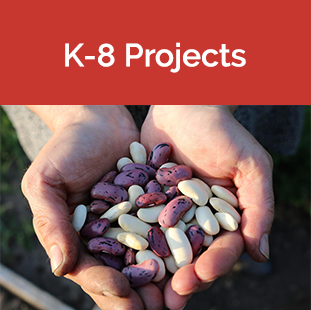K-8 Projects tile - Hands holding dried beans