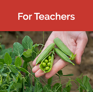 Teachers tile - Hand holding Peas