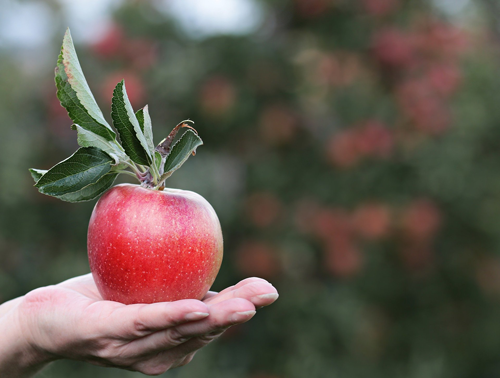 apple-in-hand