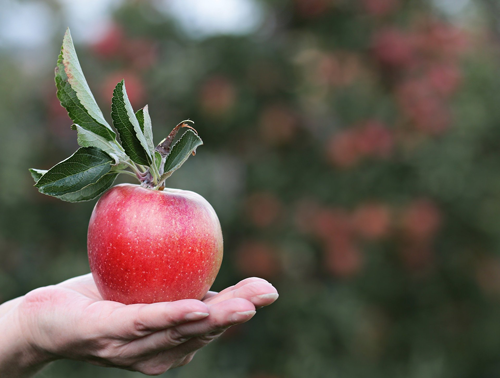 apple in hand