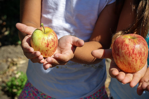 apples in hands