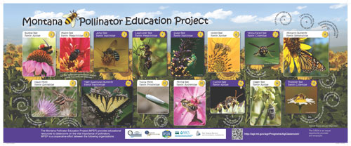 Montana Pollinator Education Project Poster