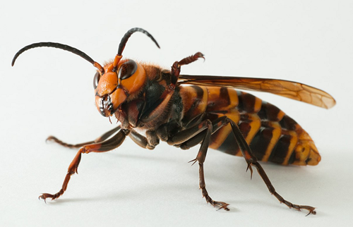 Asian Giant Hornet