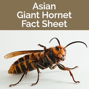 Asian Giant Hornet Fact Sheet