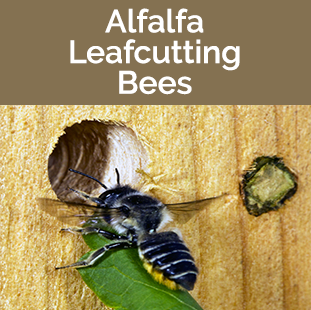 Alfalfa Leafcutting Bees