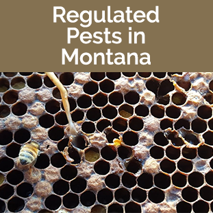 Regulated Pest sin Montana