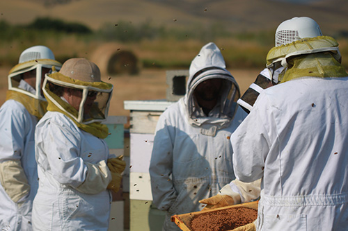 Montana beekeepers in the field.