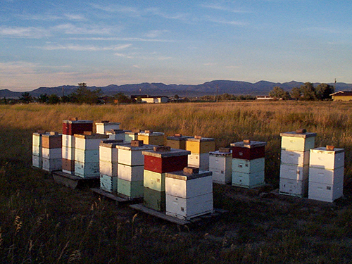 An apiary in Montana.