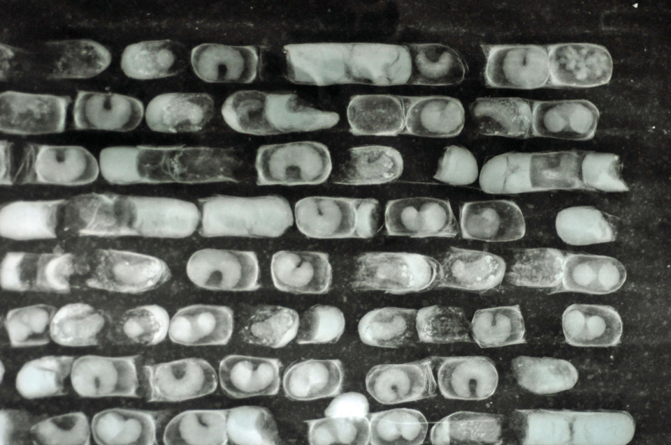 X-ray sample of pre-pupae cells. Bees are integral to production of alfalfa seed.