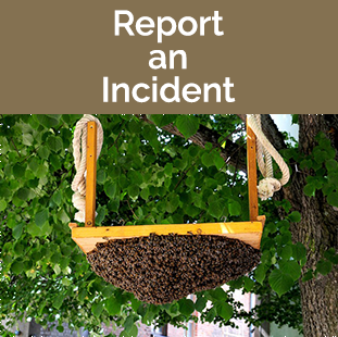 Report and Incident
