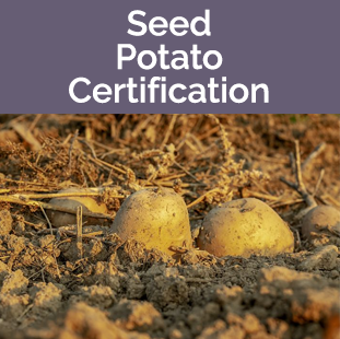 Seed Potato Certification