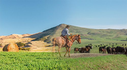 CPRG-Photo-horseback.png