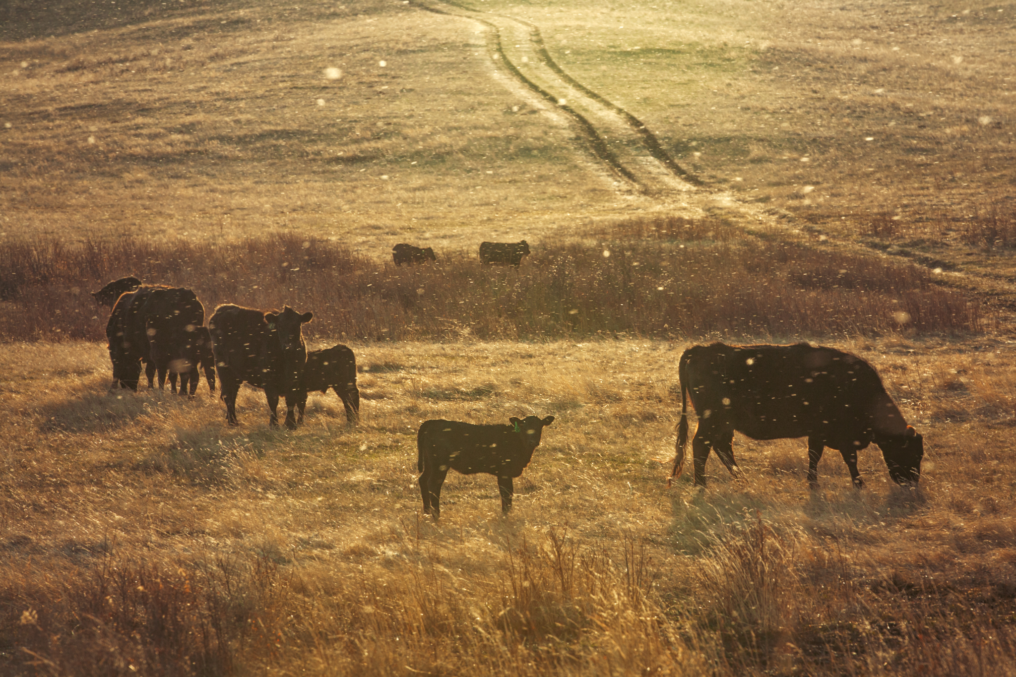 cows grazing