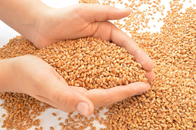 Hands holding wheat grain.