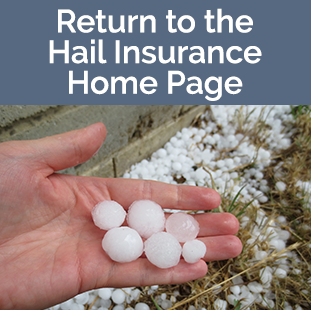 Hail Return Home tile - hand holding hail stones