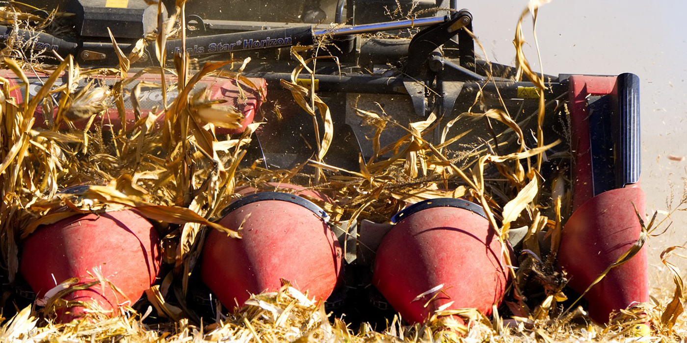 Corn harvest