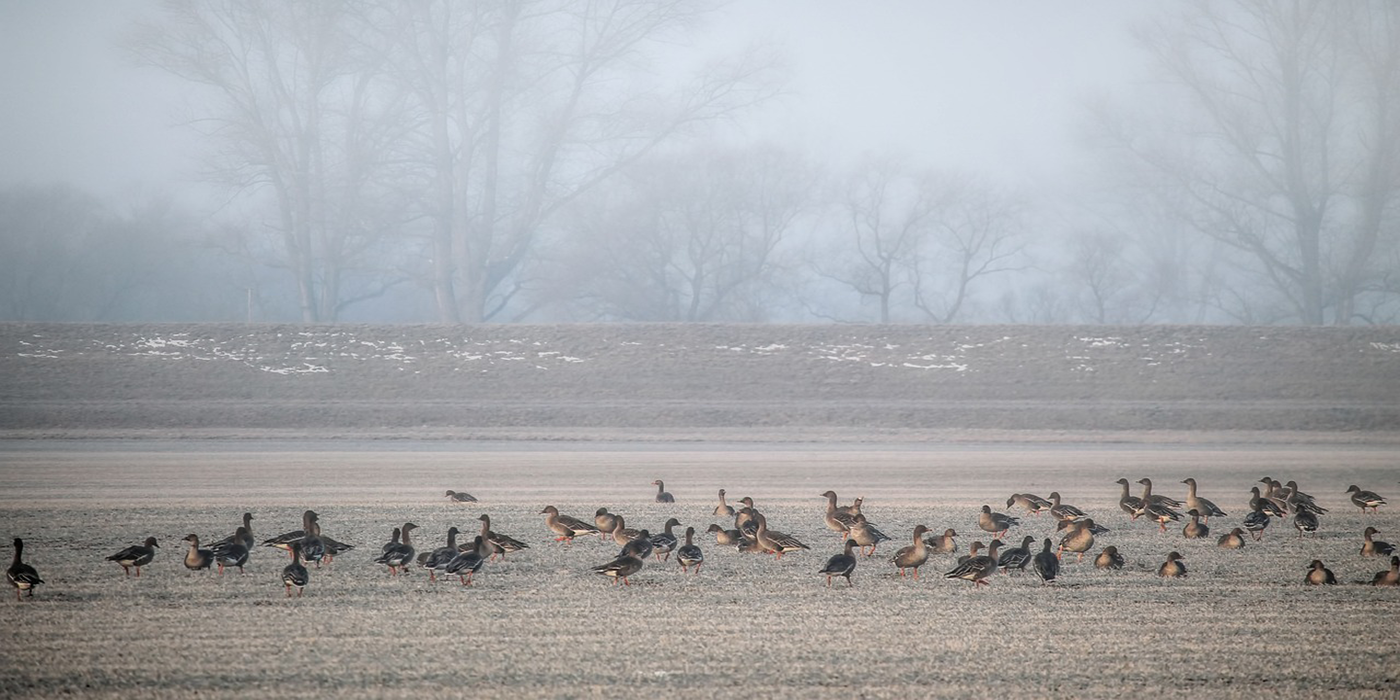 Ducks in a foggy field