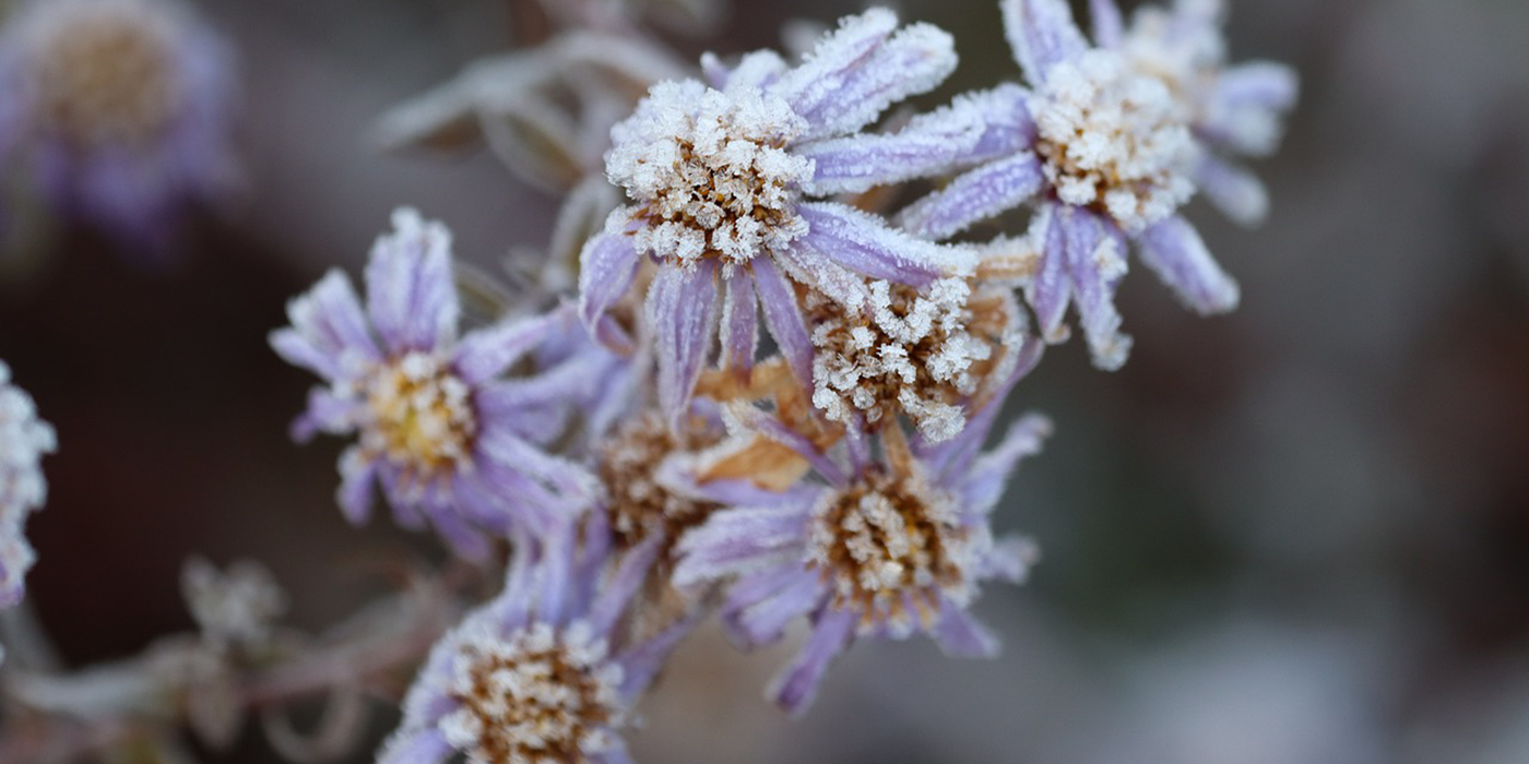 frosty flower