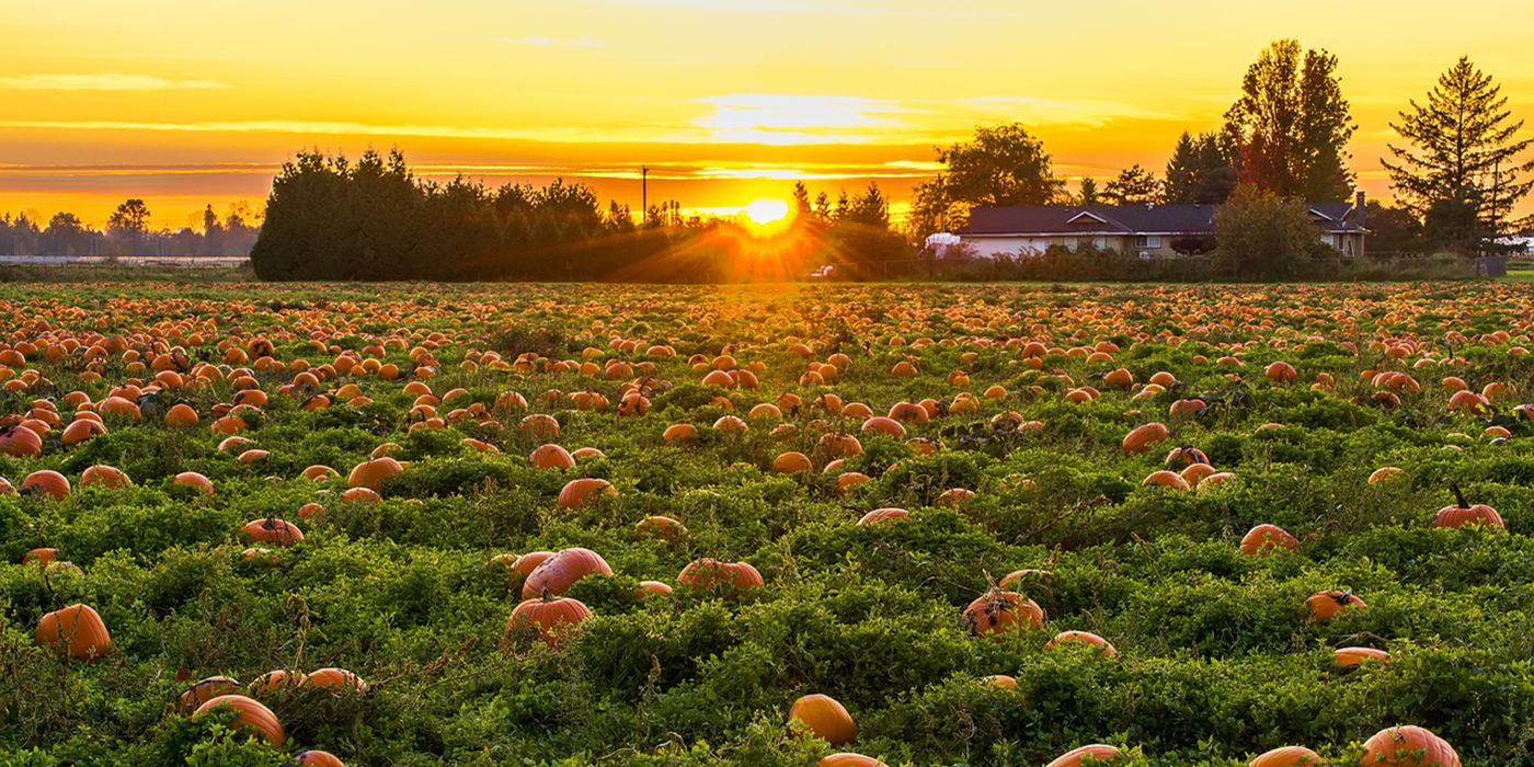 pumpkins in a field