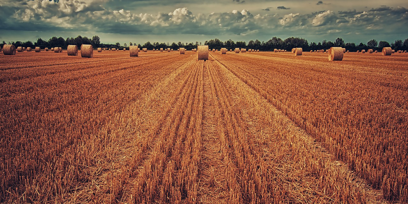 round bales in a field