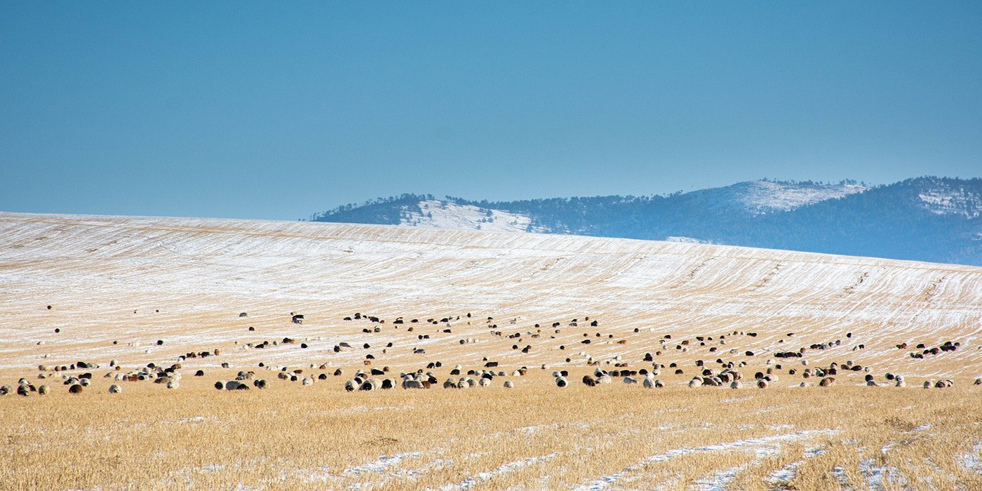 sheep in a field