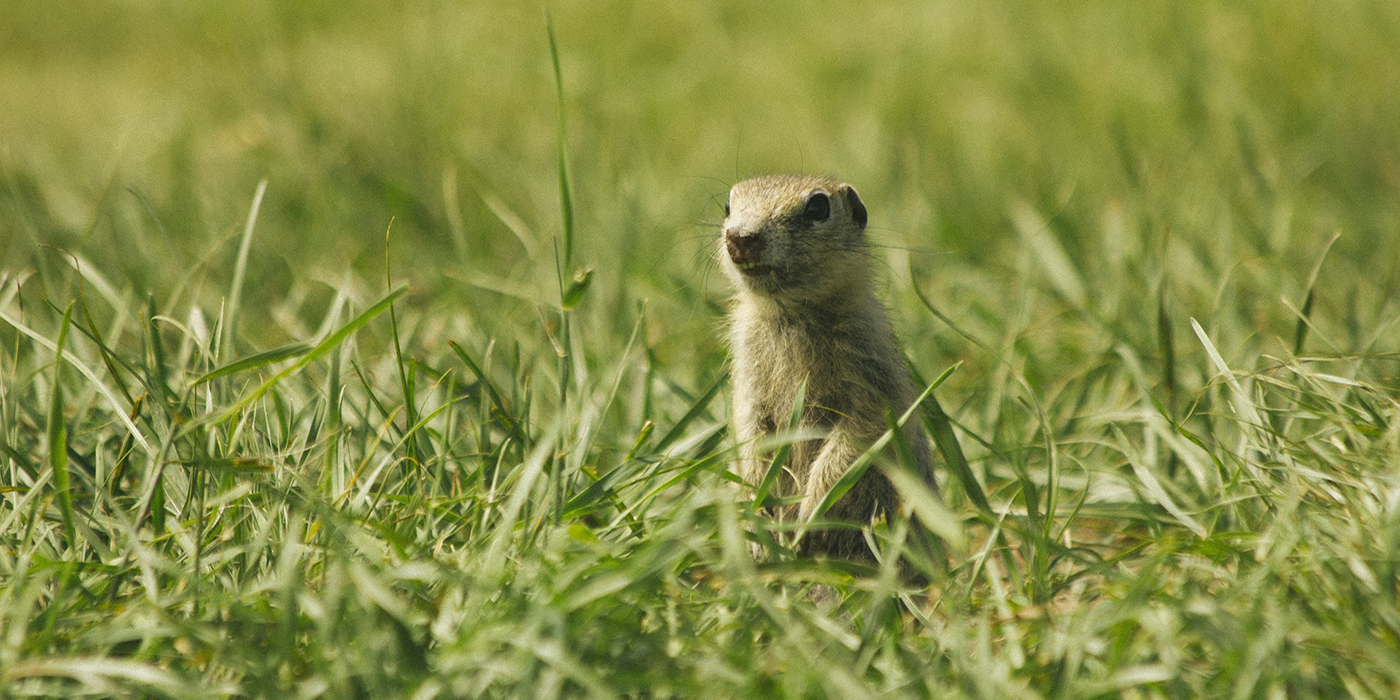 gopher in field