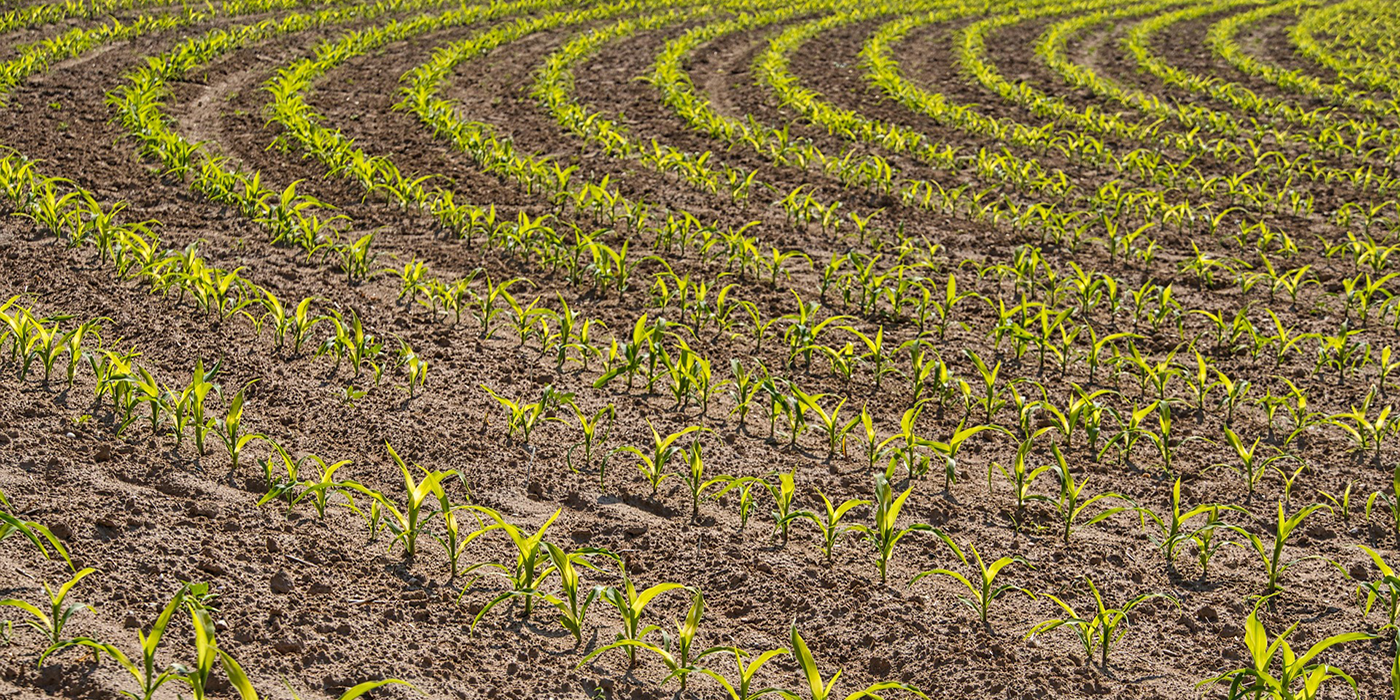 corn seedlings