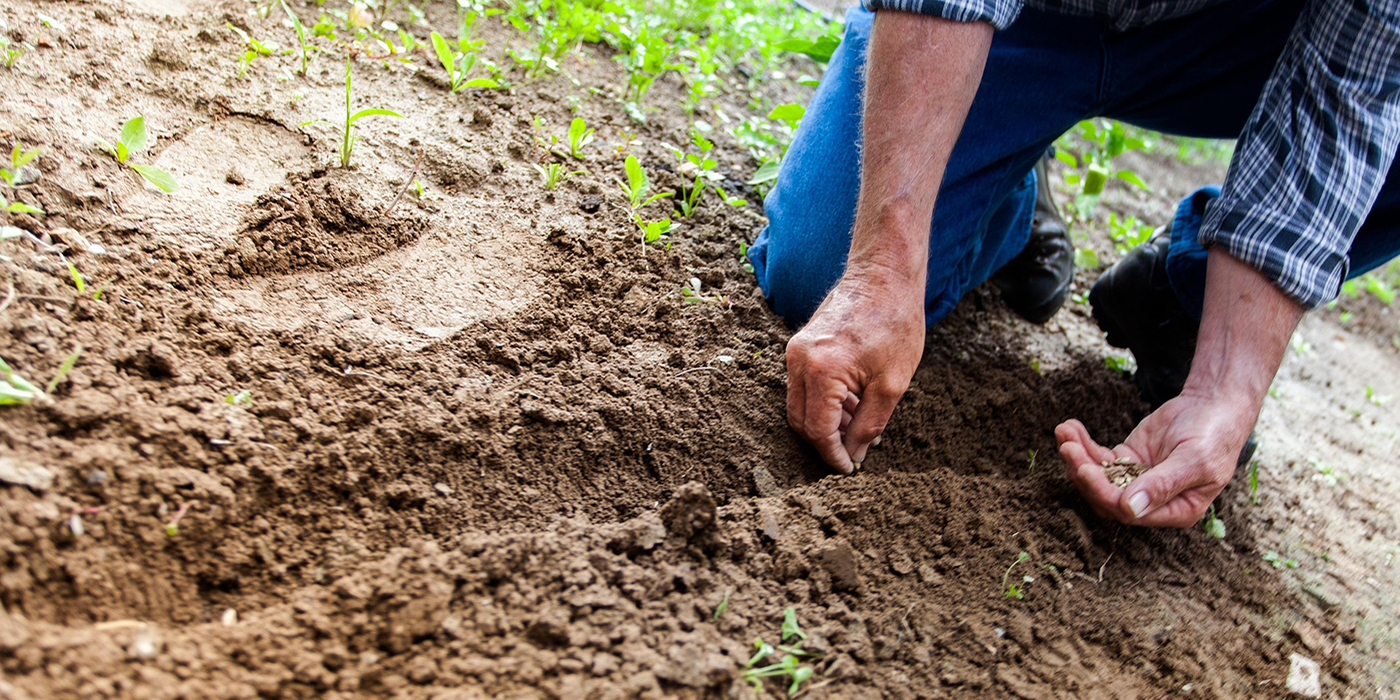 Man planting seeds in furrow