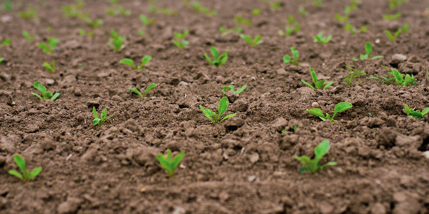 seedlings in field