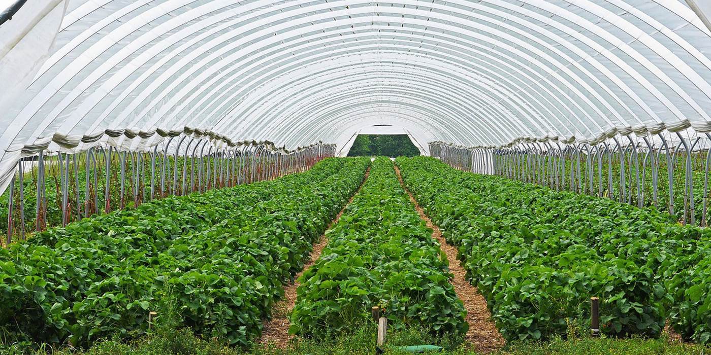 strawberries in nursery