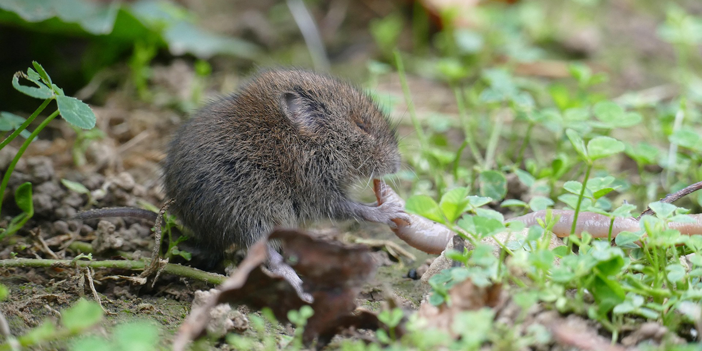 Vole