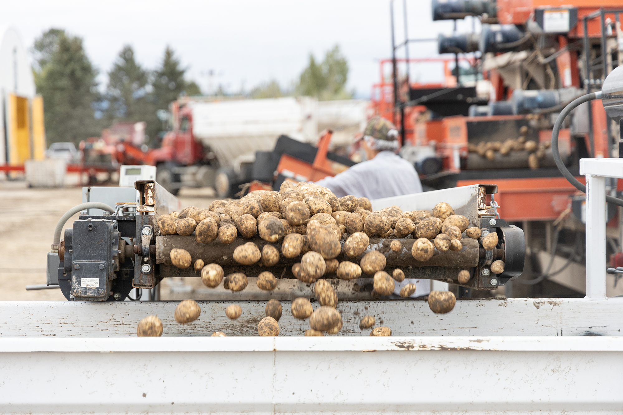 Potatoes on sorting conveyer belt